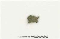 藏品(粗疣苔)的圖片